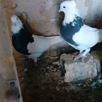 کفتر|پرنده|فردوس (خراسان), |دیوار