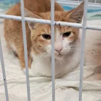 واگذاری بچه گربه|گربه|ساری, |دیوار