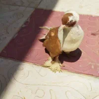 معاوضه با کبوتر دیگر