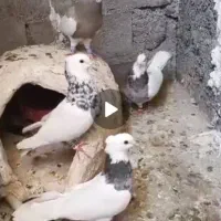 کبوتر طوقی تمیز|پرنده|لنده, |دیوار