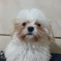 چندین کوچولو خانگی