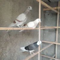 پنج تا جوجه به شرط سو پرش