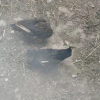 یک جفت اردک تخم گذار