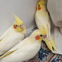 عروس لوتینو