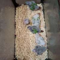 گیریچک سرلاکی یلوساید آناناسی و نرمال|پرنده|ضیابر, |دیوار