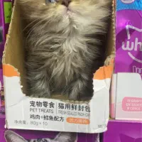 توله پرشین عروسک