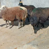 میش و بره|حیوانات مزرعه|کوهدشت, |دیوار