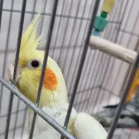 عروس هلندی|پرنده|اهواز, کوی صنایع|دیوار