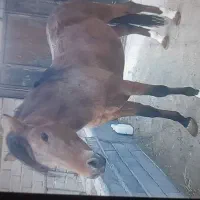 اسب نریان کورد سه ساله|اسب و تجهیزات اسبسواری|شاهین دژ, |دیوار