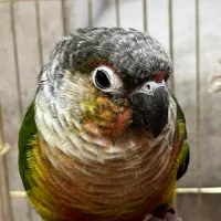 طوطی گرینچیک|پرنده|تهران, آهنگران (سراسیاب دولاب)|دیوار