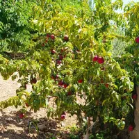 فروش ویلا باغ فول فرنیش سی سخت|فروش زمین و ملک کلنگی|سیسخت, |دیوار