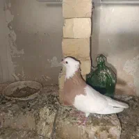 فروش تعدادی طوقی و یک عدد هفت رنگ|پرنده|تاکستان, |دیوار