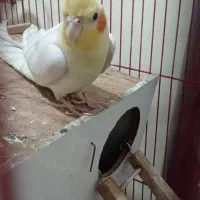 پرنده|پرنده|ایذه, |دیوار