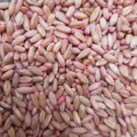 گندم دیم|خوردنی و آشامیدنی|صحنه, |دیوار