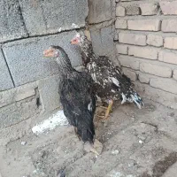 دو عدد مرغ لاری|حیوانات مزرعه|شوط, |دیوار