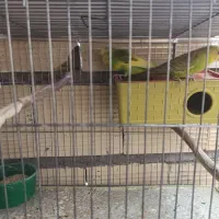 فروش جفت با تخم مرغ عشق نر دورگ انگلیسی درشت|پرنده|سیرجان, |دیوار