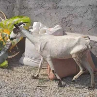 بز مخصوص داشت و گوشت|حیوانات مزرعه|بندرعباس, |دیوار