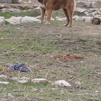 واگذاری نر سرابی