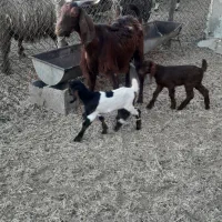 فروش یک عدد بز دوقلو زا