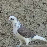 کفتر استفاده