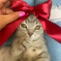 به دلیل مهاجرت|گربه|قائمشهر, |دیوار