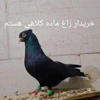 زاغ ماده کلاهی گمشد