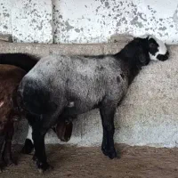 گوسفند قوچ، نر تخمی