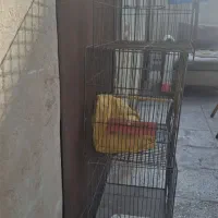 قفس پرنده|لوازم جانبی حیوانات|پاکدشت, پاکدشت (مامازند)|دیوار