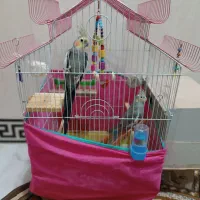 یک جفت عروس هلندی|پرنده|صحنه, |دیوار