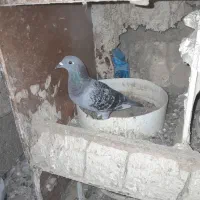 کبوتر پلاکی|پرنده|شادگان, |دیوار
