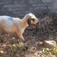 گوسفند|حیوانات مزرعه|گمیشان, |دیوار