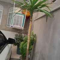گلدان گل یوکا وگل بونسای