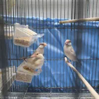 فروش سه جفت فنچ نرگسی شکلاتی وکبوتر