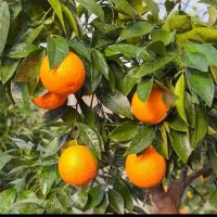 پرتقال تامسون شیرین آبدار|عمدهفروشی|زرگرشهر, |دیوار