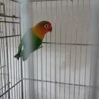 کوتوله برزیلی نر مست مست فیشر آماده جفتگیری|پرنده|اصفهان, سرچشمه|دیوار