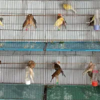 تعدادی قناری نر و ماده مست