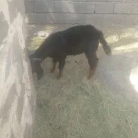 تروشت فروشی|حیوانات مزرعه|مهرستان, |دیوار