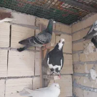 پرنده|پرنده|شیراز, شهرک گلها|دیوار