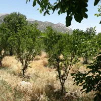 فروش باغ ثمری|فروش زمین و ملک کلنگی|سیسخت, |دیوار