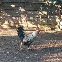 فروش خروس محلی فوری..