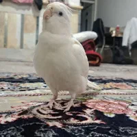 عروس آلبینو بالغ ماده دستی