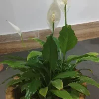 گل طبیعی|گل و گیاه طبیعی|میاندوآب, |دیوار