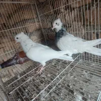 ۵ عدد کبوتر جوانه رنگه