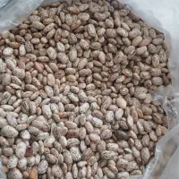 لوبیا چیتی