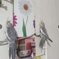 گم شدن عروس هلندی