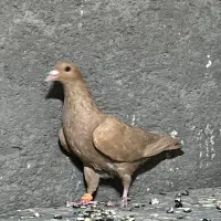 زرد