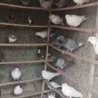 کبوتر یه تیپ یاهو یک بوم همراه یه مشت تزیینی