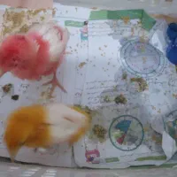 جوجه رنگی مفت