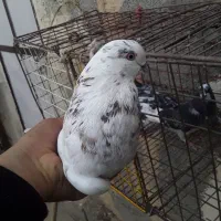 کفتر