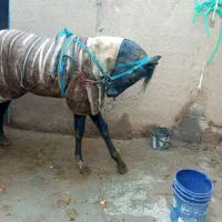 کره مادیان دخون